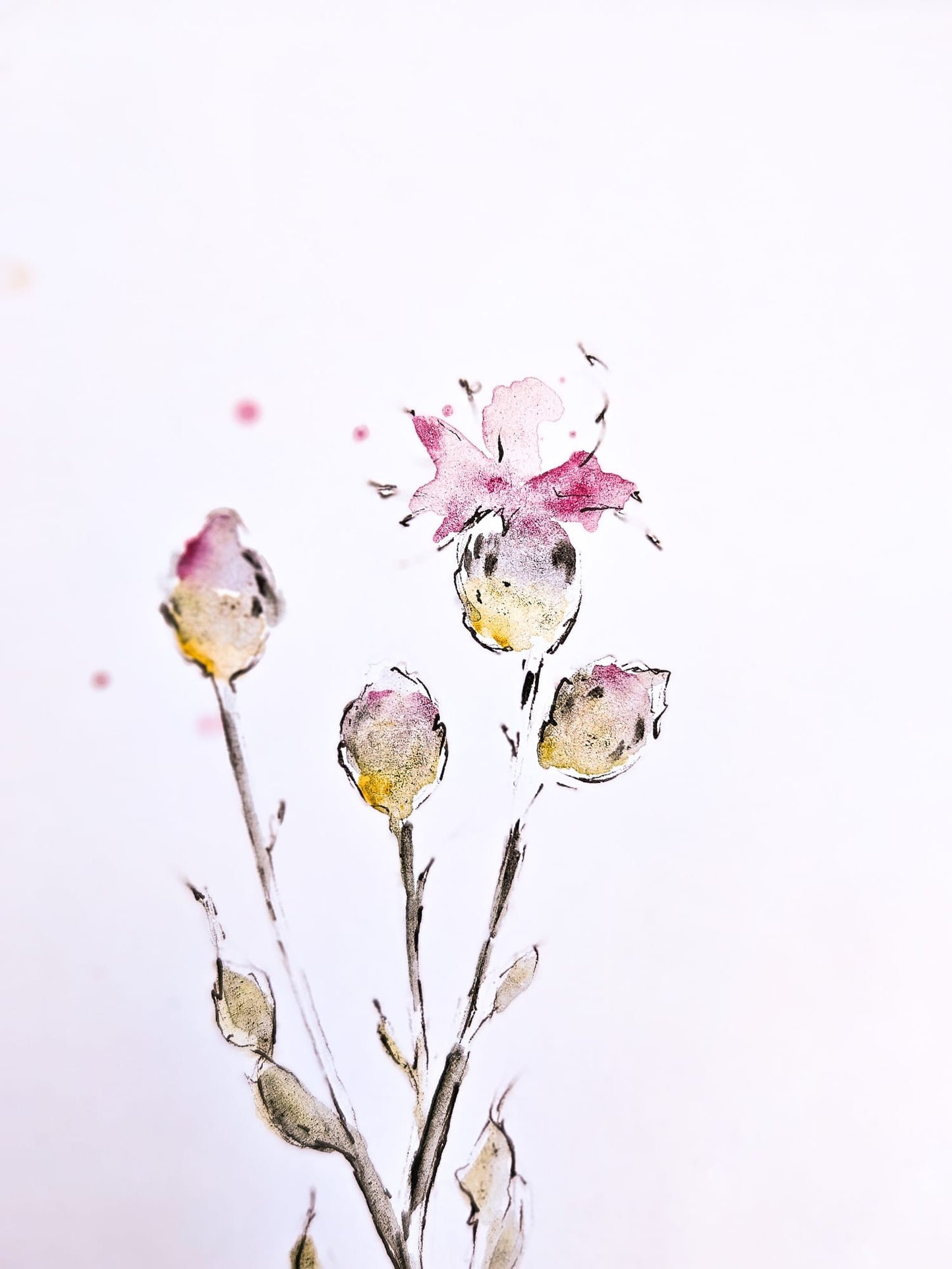 Summer Flowers 2025 - Öland