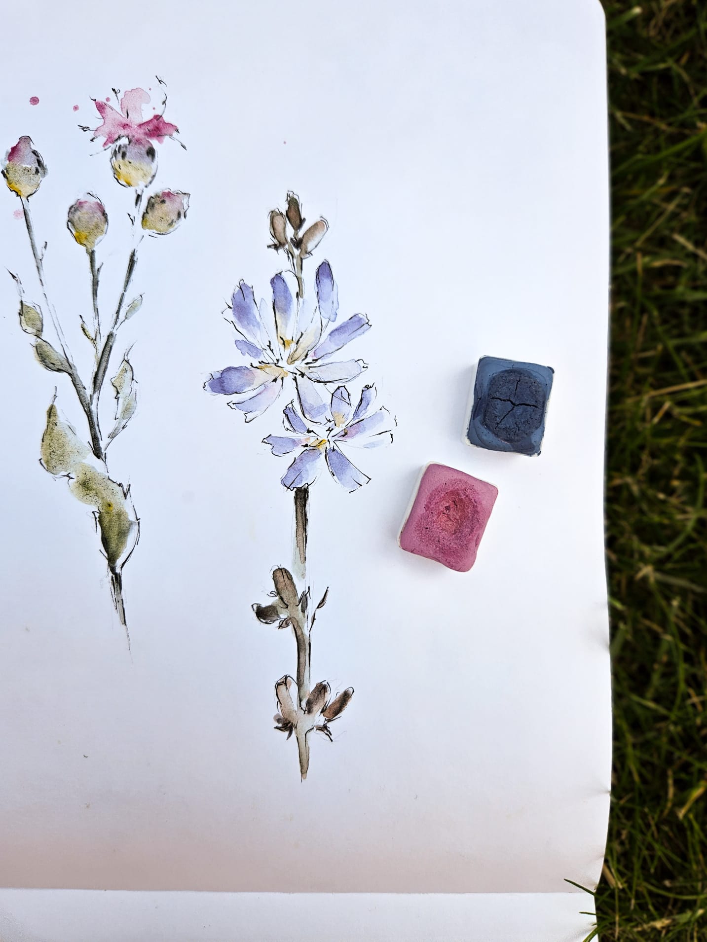 Summer Flowers 2025 - Öland