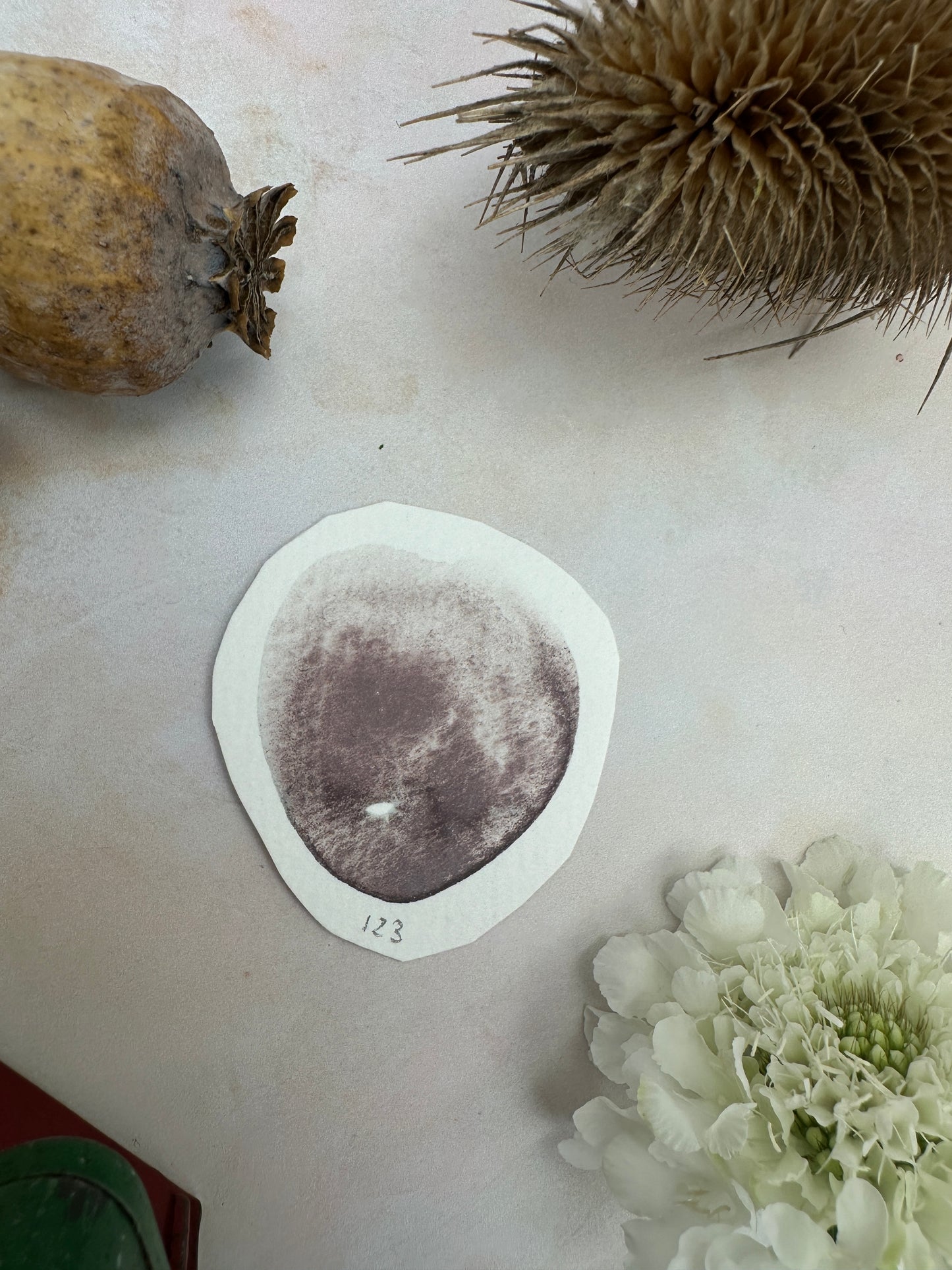 Clever Egg - No. 123