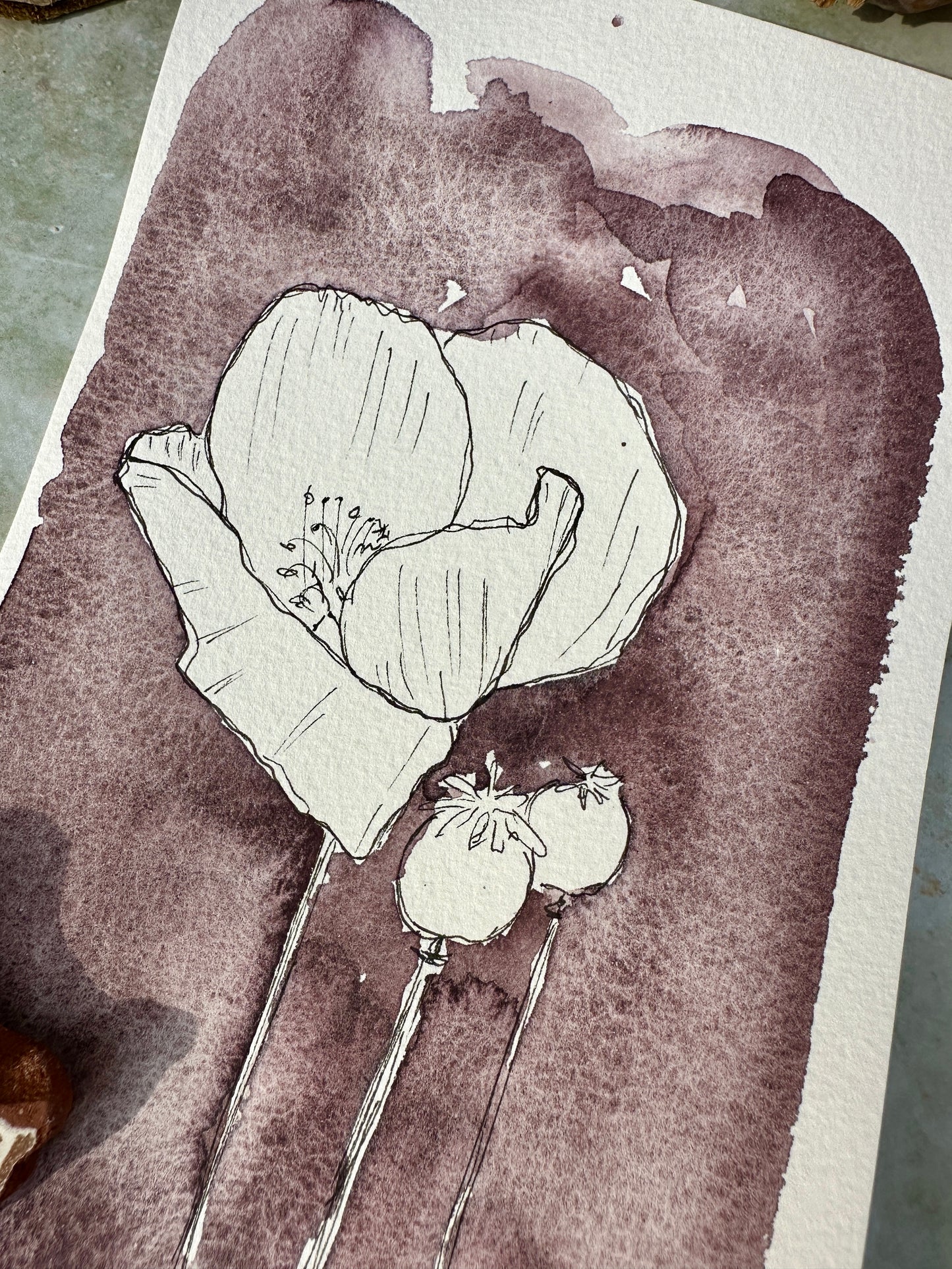 Kidney Bean Red no. 232 - halfpan