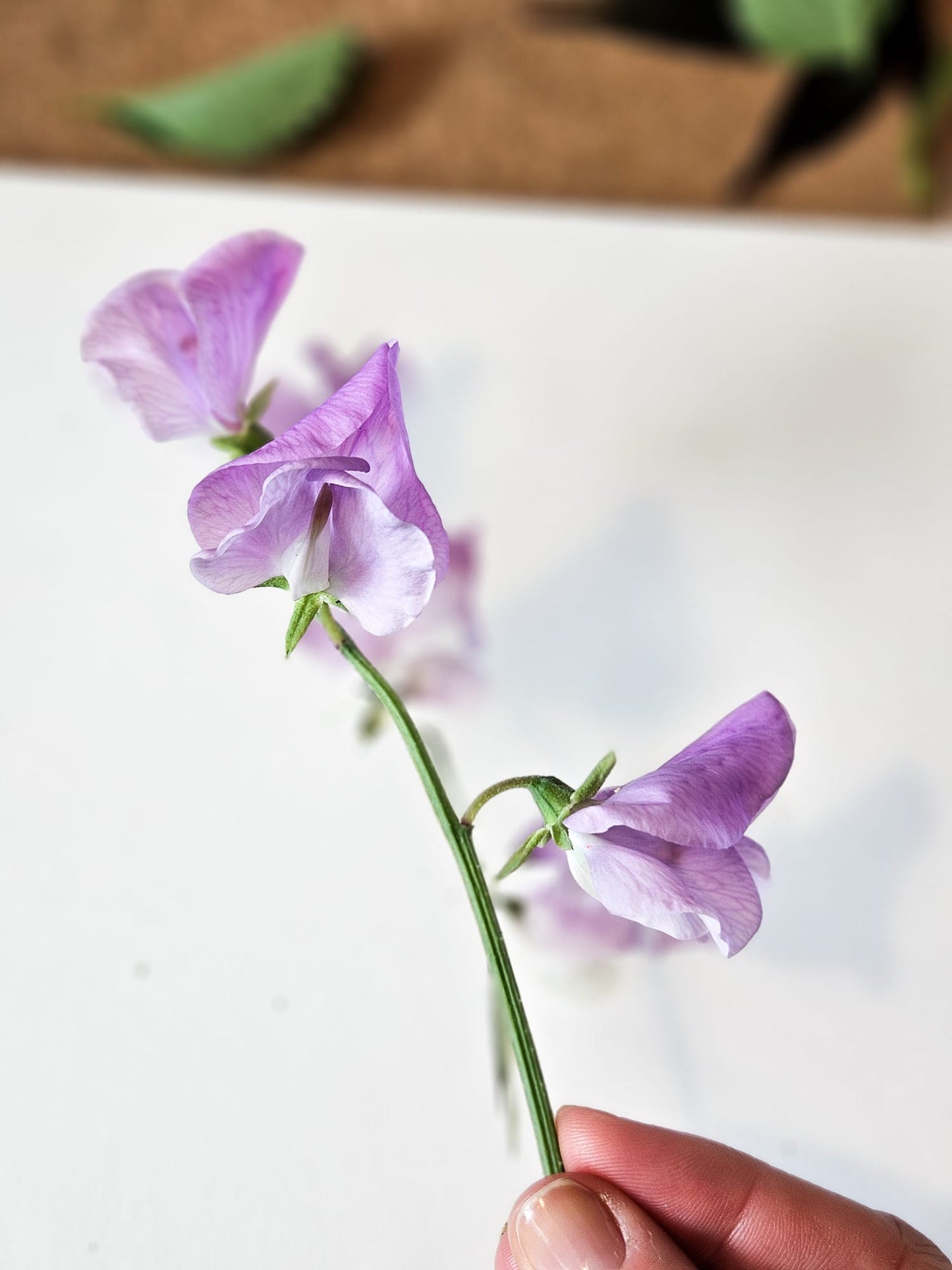 Summer Flowers 2025 - Öland