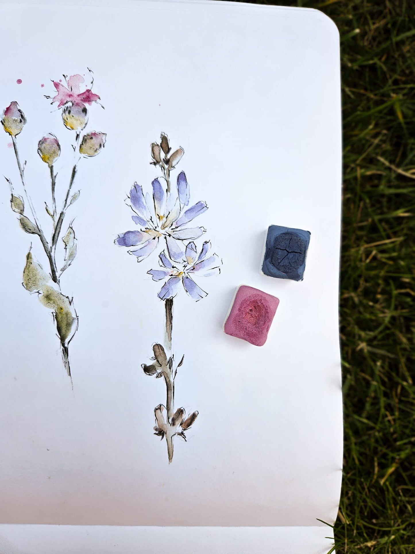 Summer Flowers 2025 - Öland