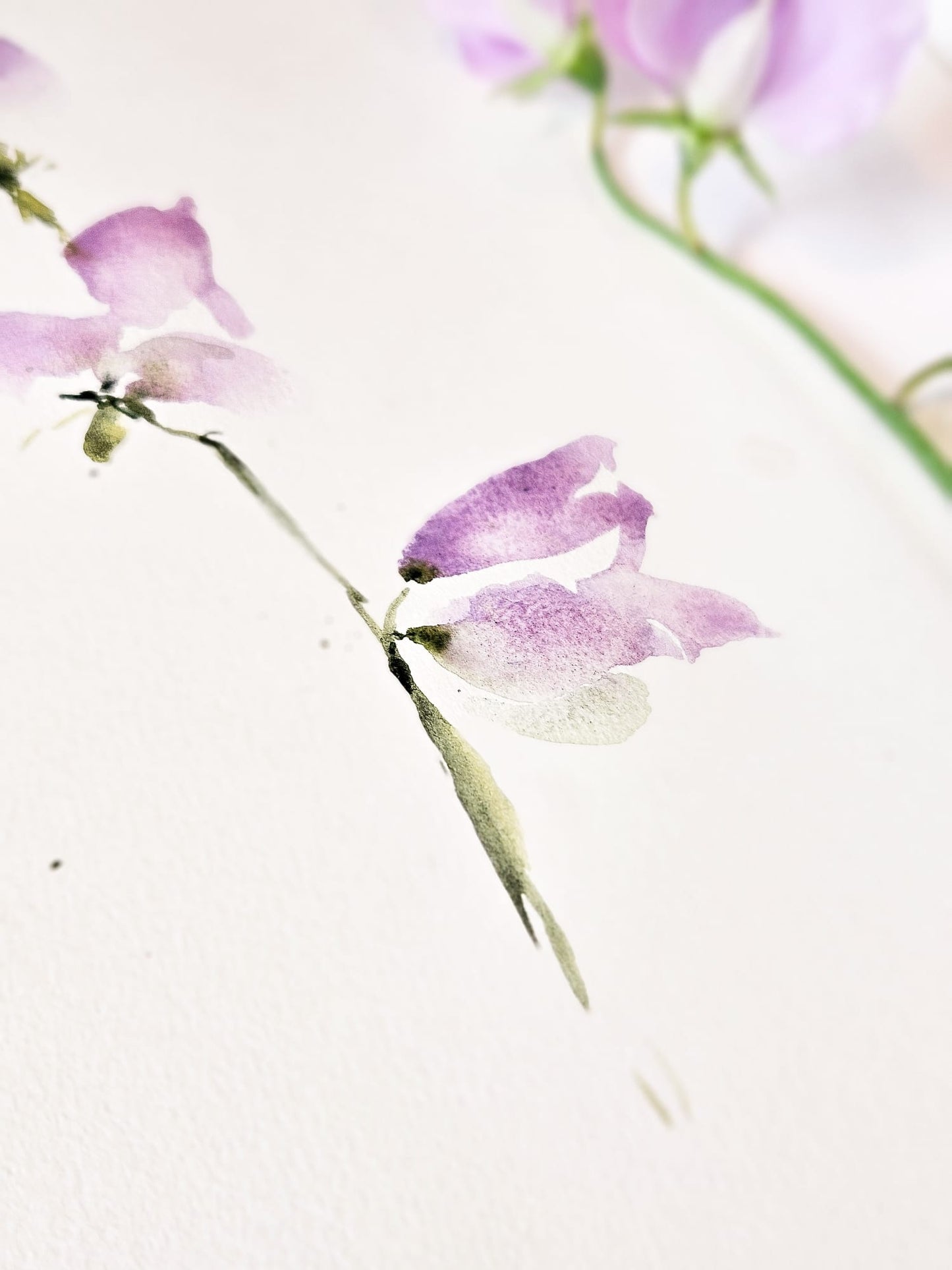 Summer Flowers 2025 - Öland