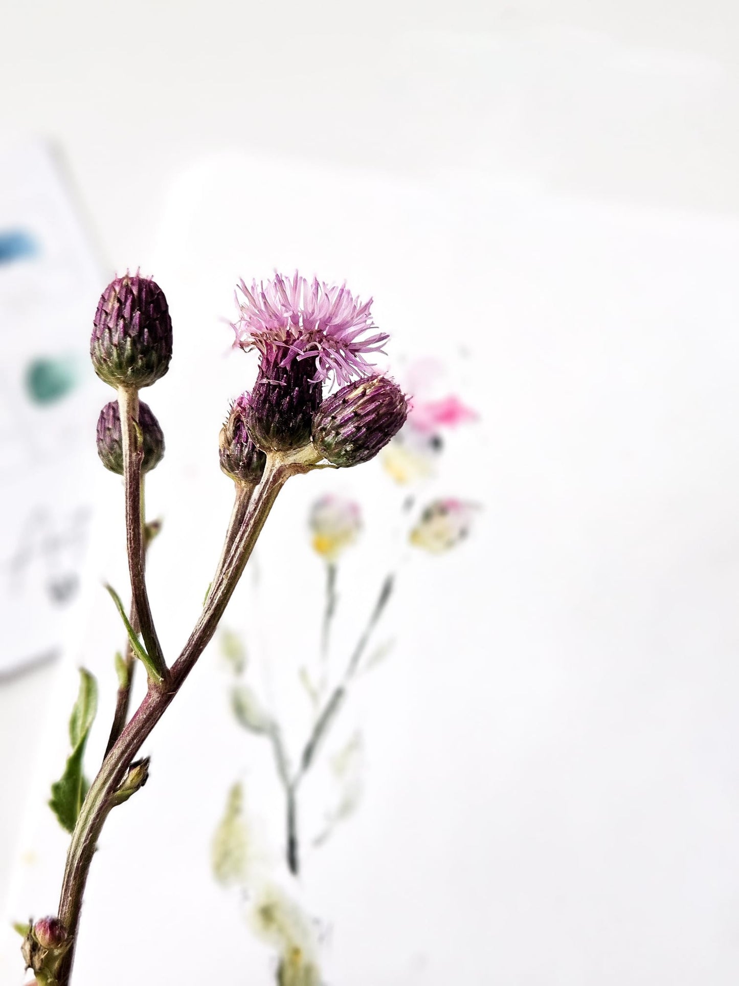 Summer Flowers 2025 - Öland