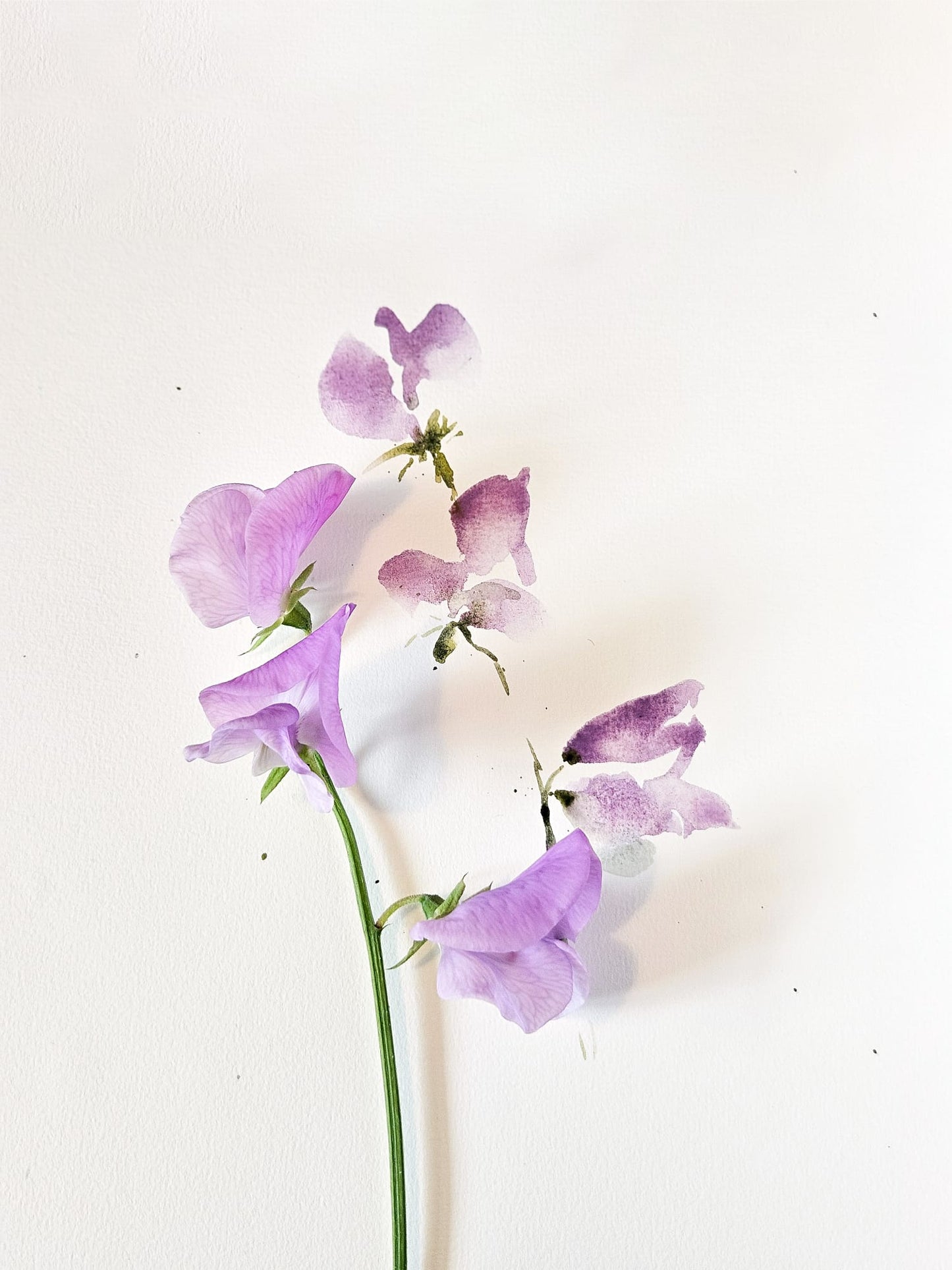 Summer Flowers 2025 - Öland